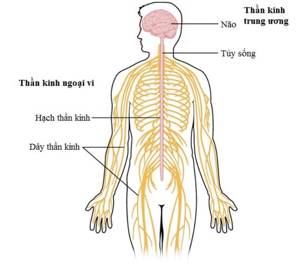 Andrographolide giúp bảo vệ hệ thần kinh hiệu quả