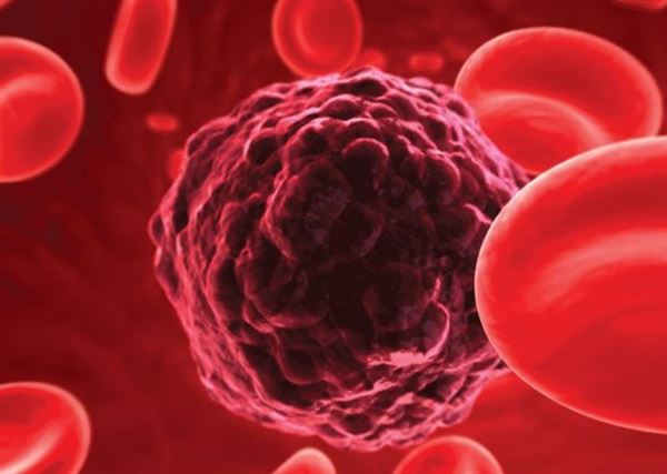 Andrographolide giúp ức chế sự phát triển của tế bào ung thư