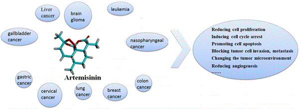 Artemisinin có tác dụng hiệu quả lên một số tế bào ung thư