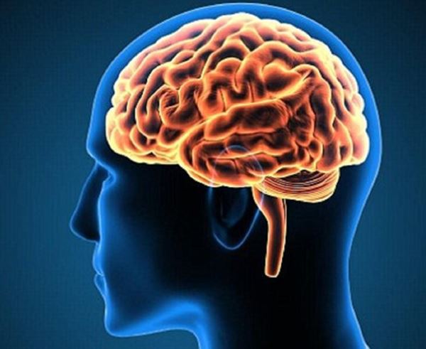 Aucubin tăng cường chức năng hệ thần kinh