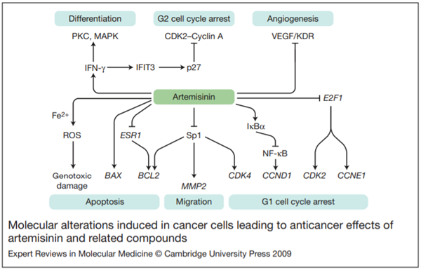 Cơ chế tác dụng của artemisinin tới chu trình
