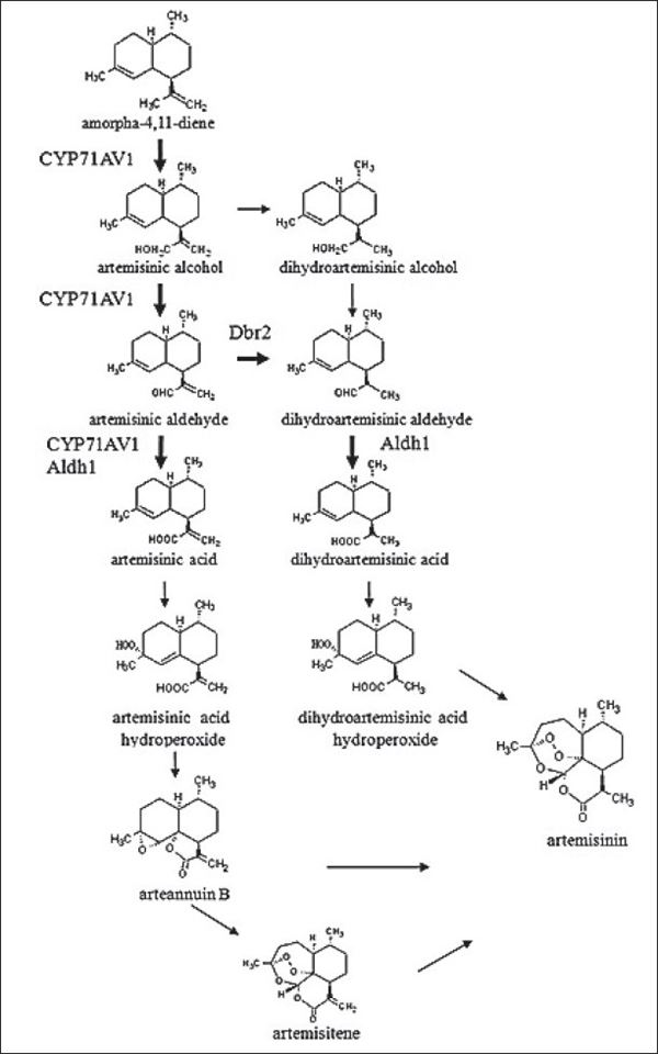 Sự tham gia của cytochrom P450