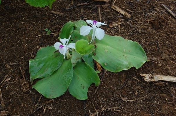 Đặc điểm thực vật của cây địa liền