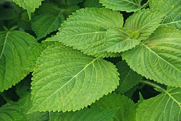 Kinh giới cũng là dược liệu giảm cân thần kỳ