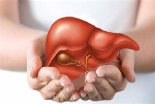 Saponin bảo vệ gan
