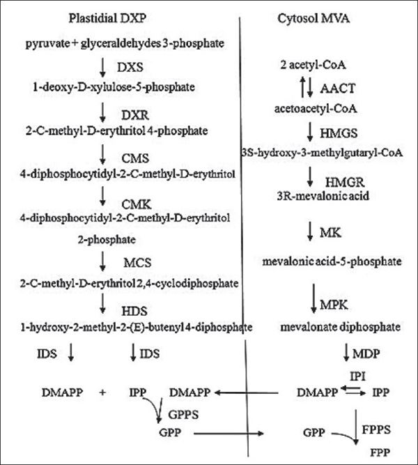 Quá trình tạo thành FPP, GPP