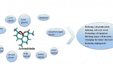 Artemisinin: hoạt chất chống ung thư đầy tiềm năng Artemisinin: hoạt chất chống ung thư đầy tiềm năng