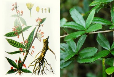 Đừng bỏ lỡ 7 Cây thuốc chữa tiểu đường danh tiếng Đừng bỏ lỡ 7 Cây thuốc chữa tiểu đường danh tiếng