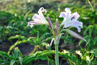 Tổng hợp các cây thuốc quý, dược liệu quý ở Việt Nam Tổng hợp các cây thuốc quý, dược liệu quý ở Việt Nam