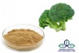 Bột Sulforaphane