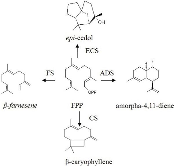 Serquiterpen reductase