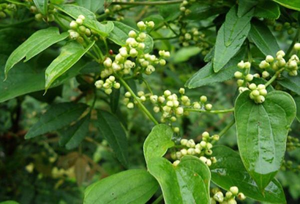 Tỳ giải cũng được dân gian hay dùng trong chữa trị đau lưng, đau xương khớp