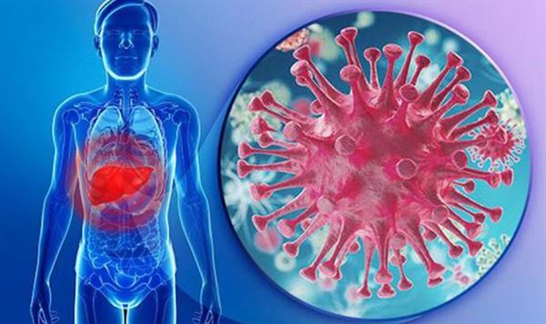 Aucubin có thể làm ức chế sự phát triển vi rút viêm gan B